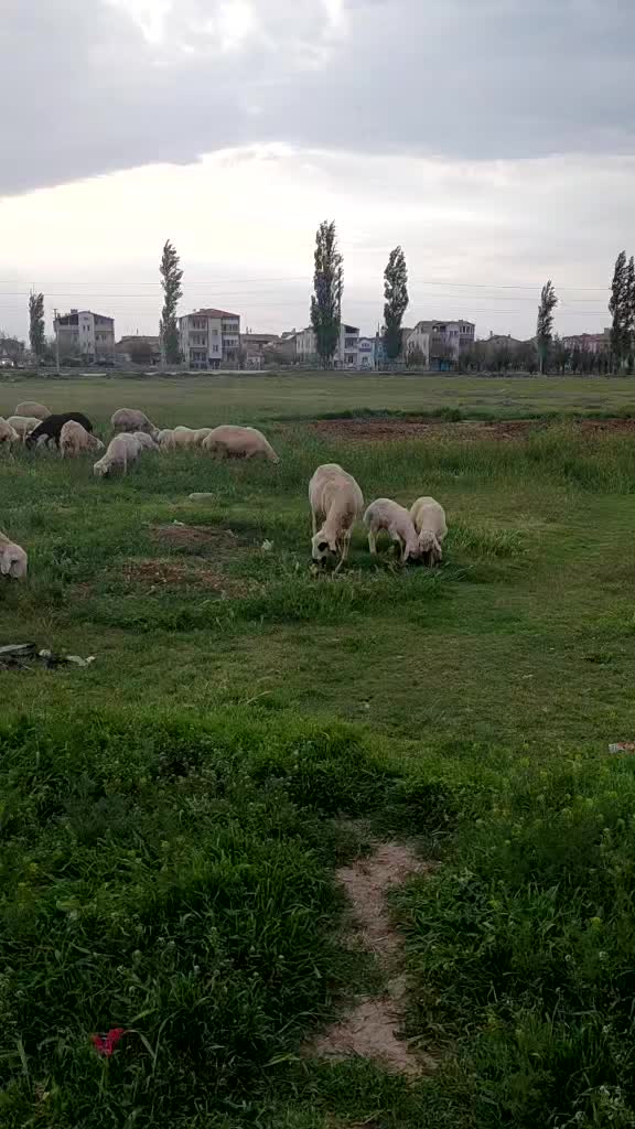 @Ramazan G&uuml;ltekin