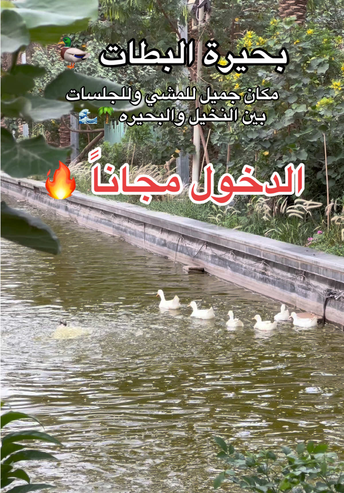 @NR | صدى الرياض