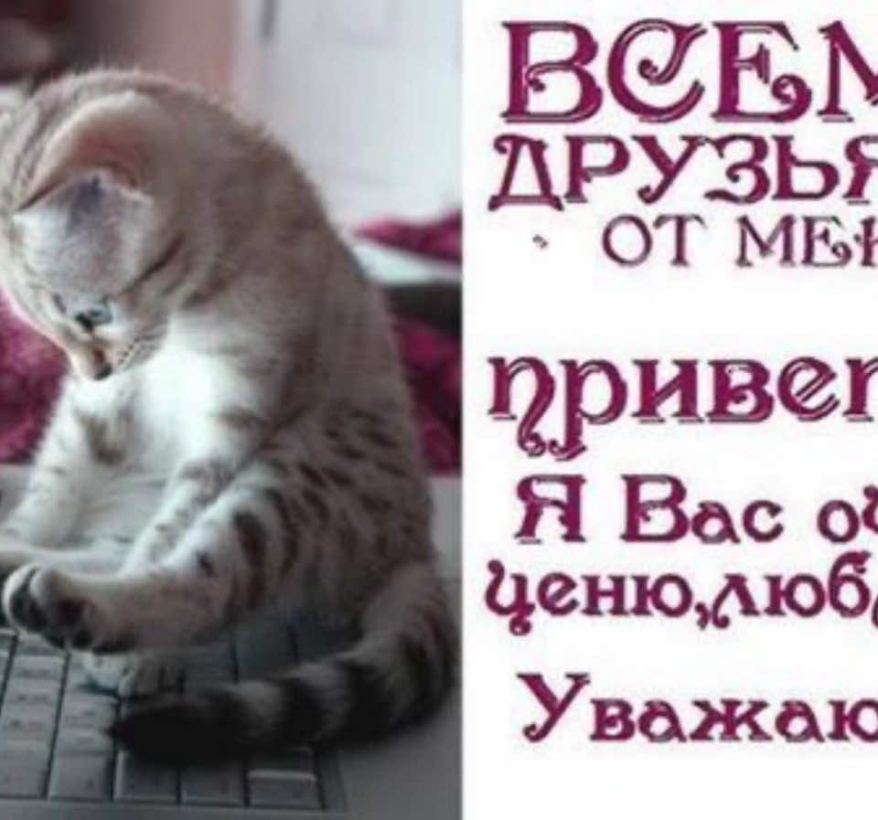 @котики на каждый день