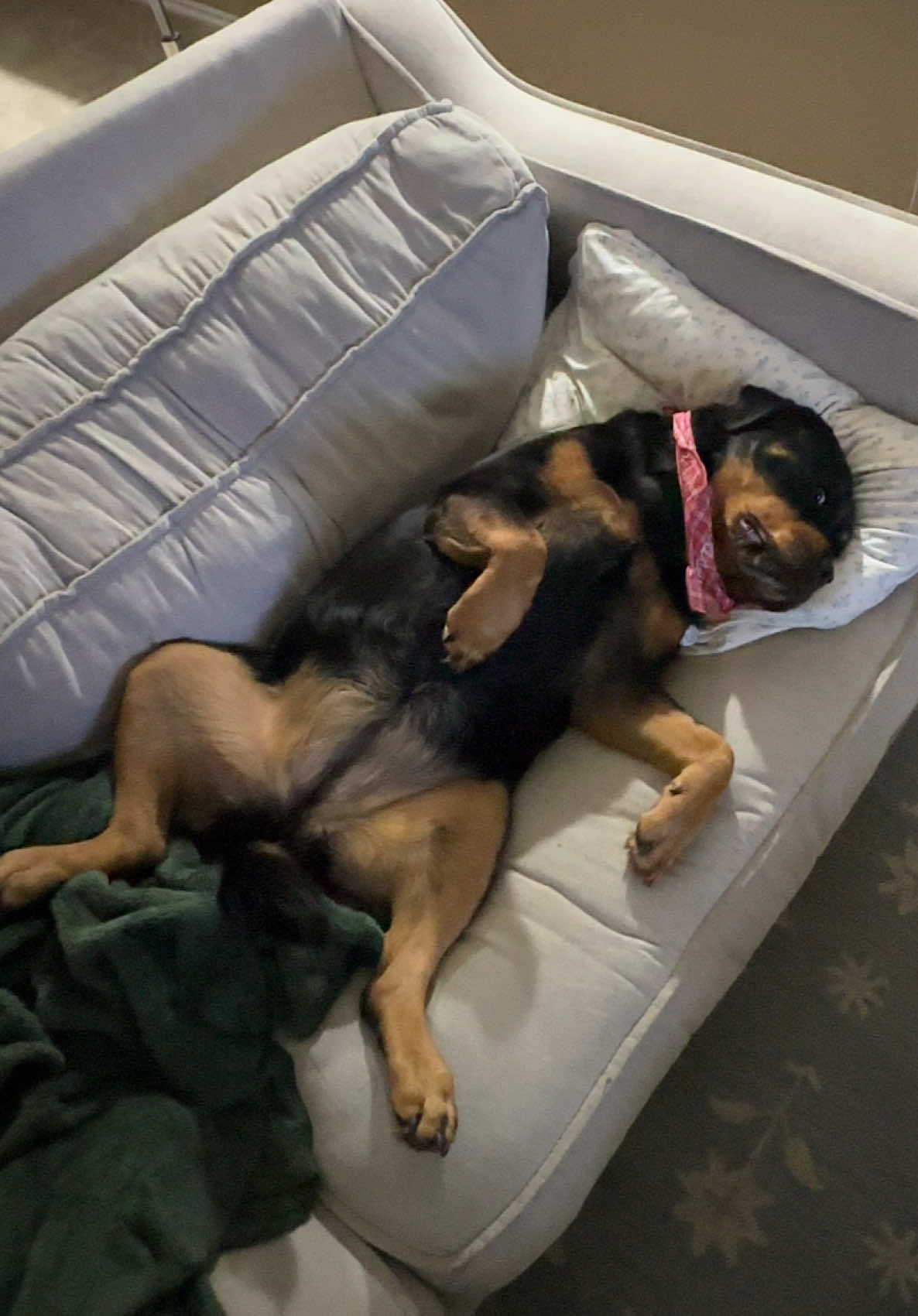 @Kasey the Rottie