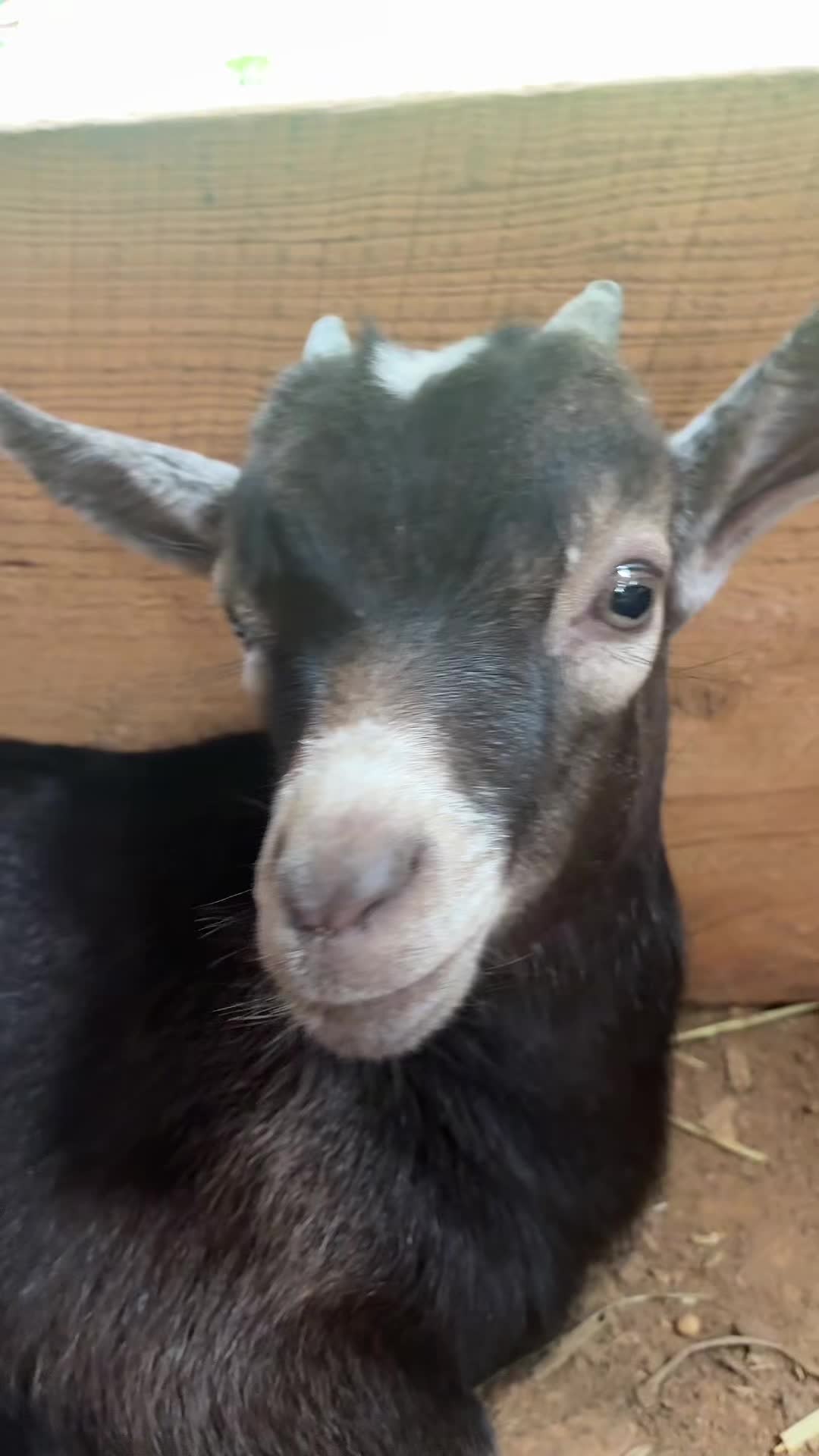 @Gray Acres Homestead