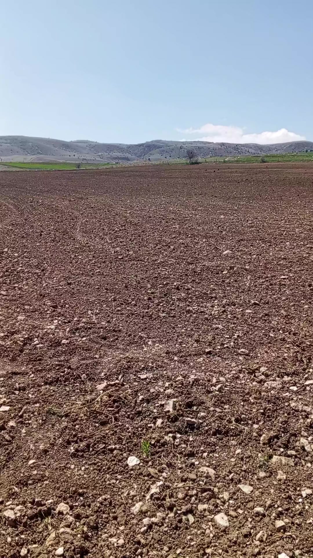 @03 Rak dayı