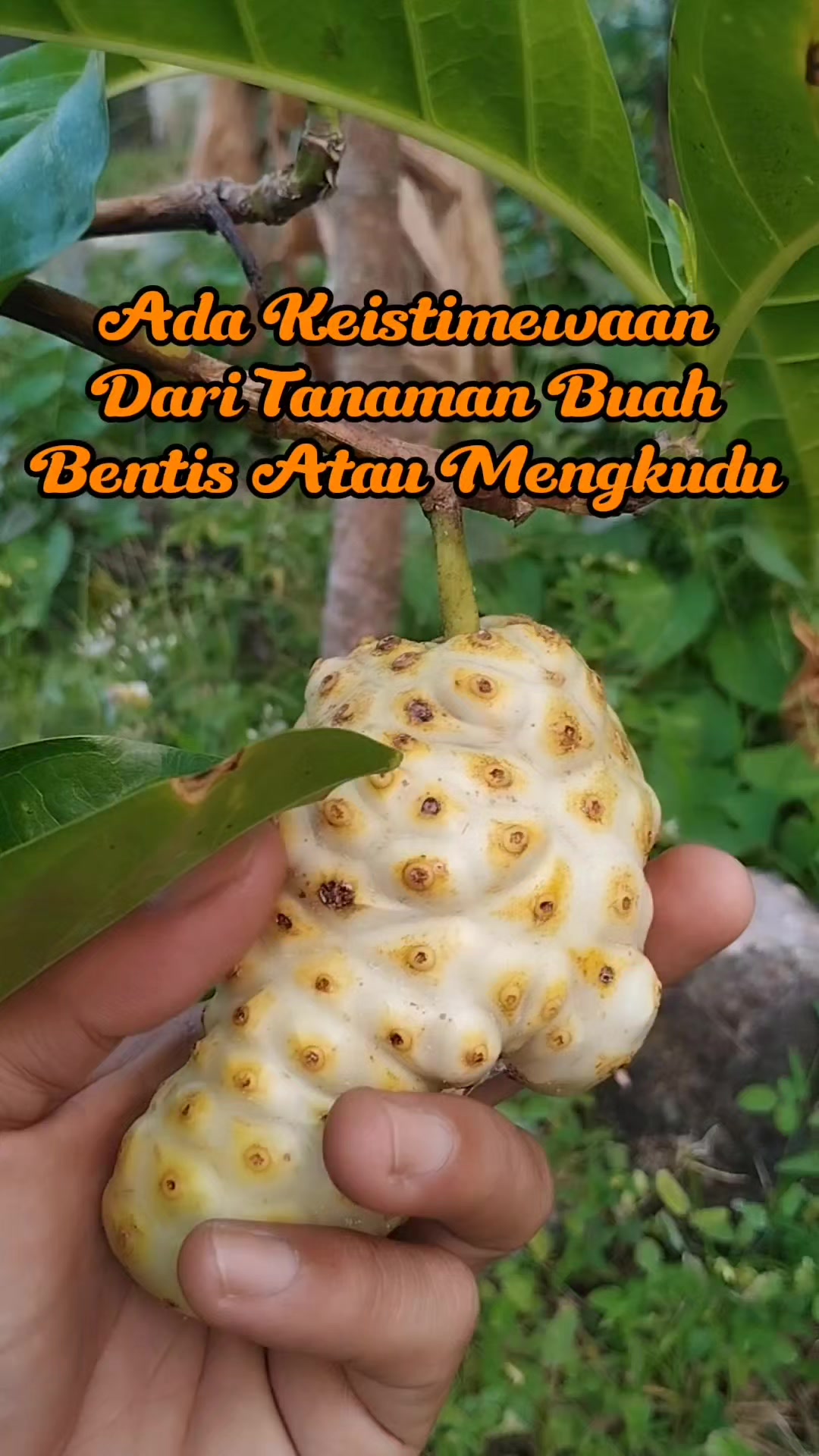 @Bukit Farming