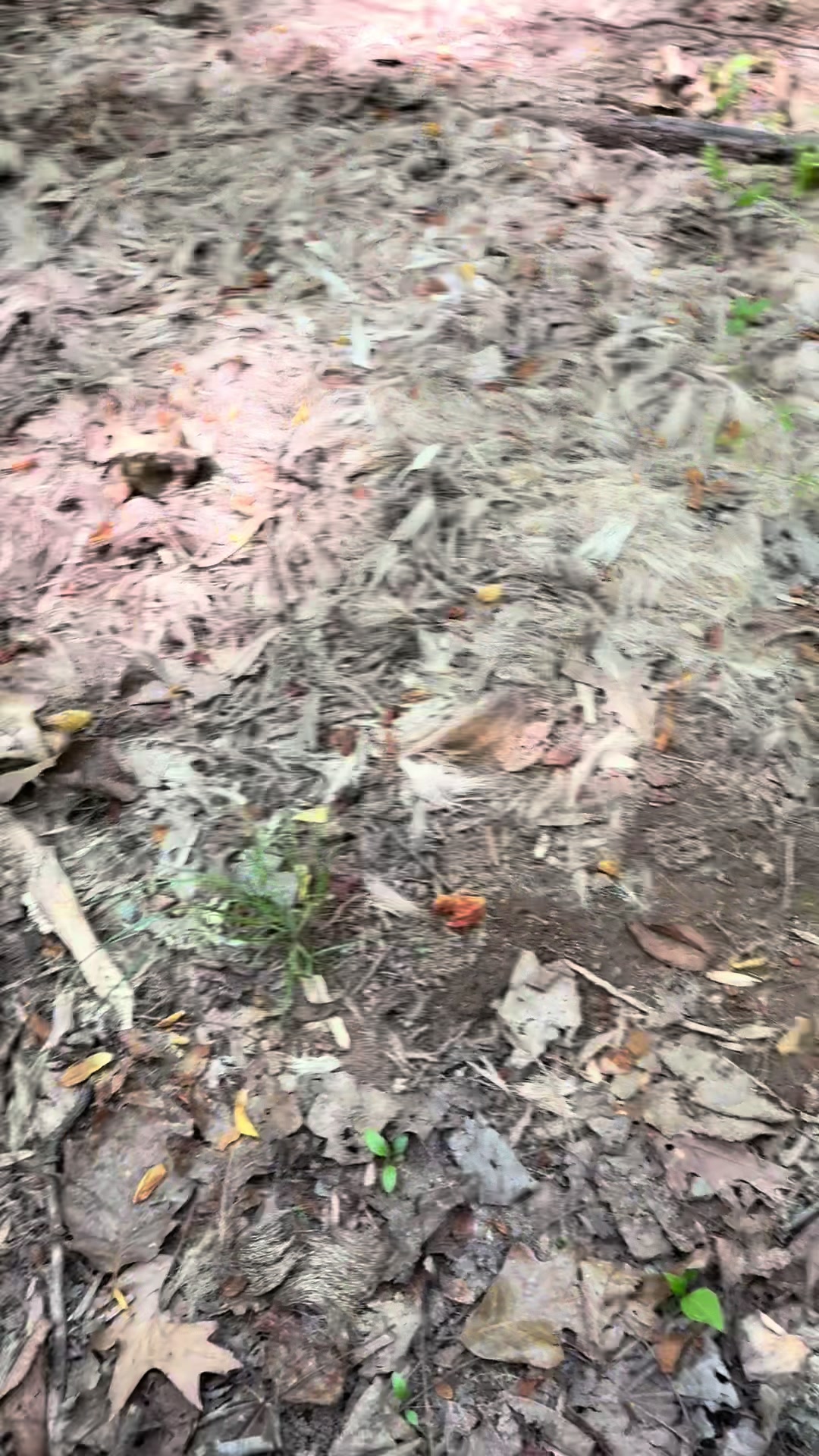 @BurntRaven 🐦⬛