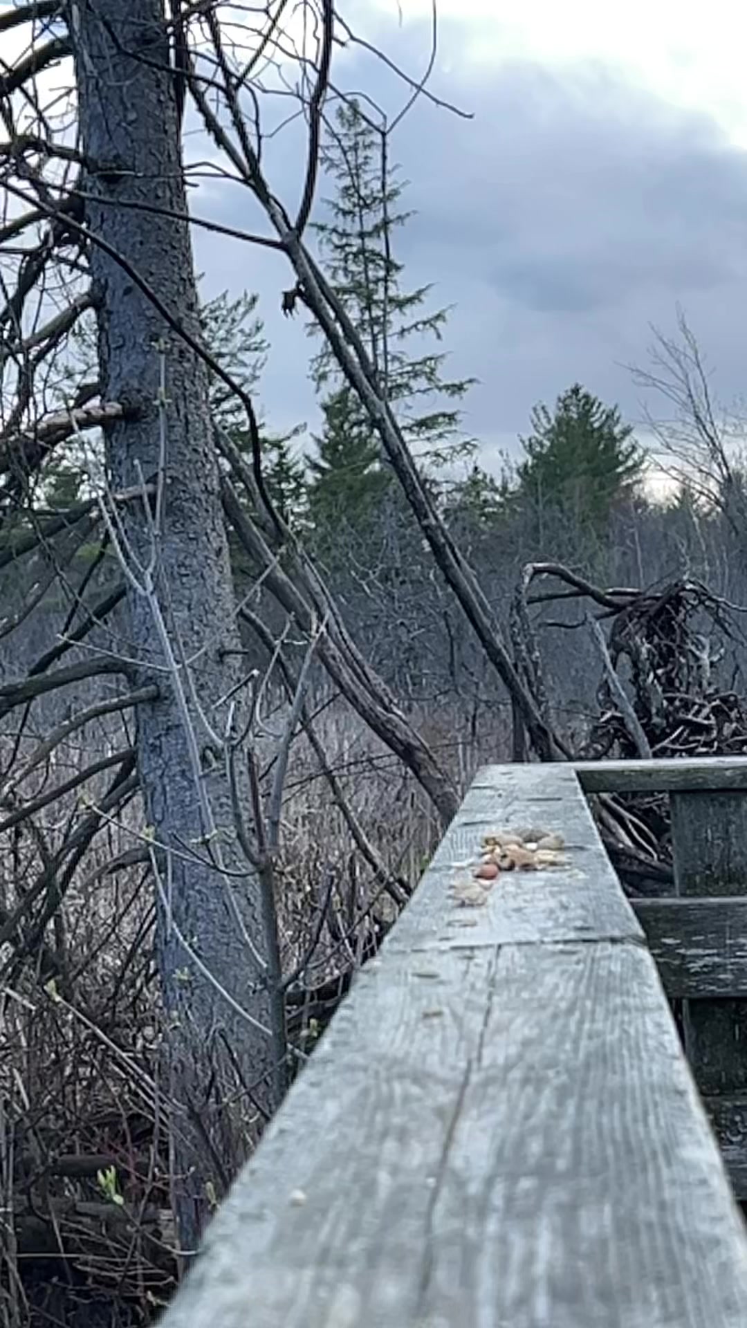 @Theeowlqueen🇨🇦