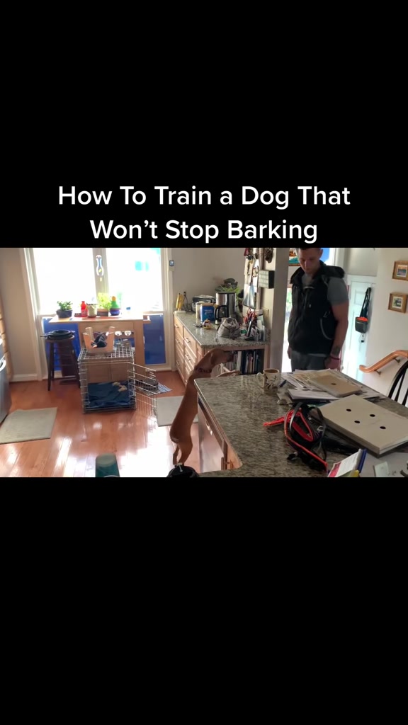 @Best Buddy Dog Trainer LLC
