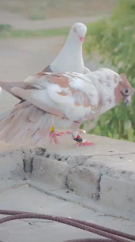 @عدیل رحمن لیہ وال کبوتر باز