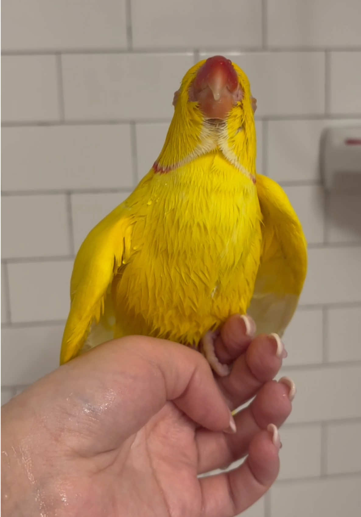 @TWINKIE 🐥