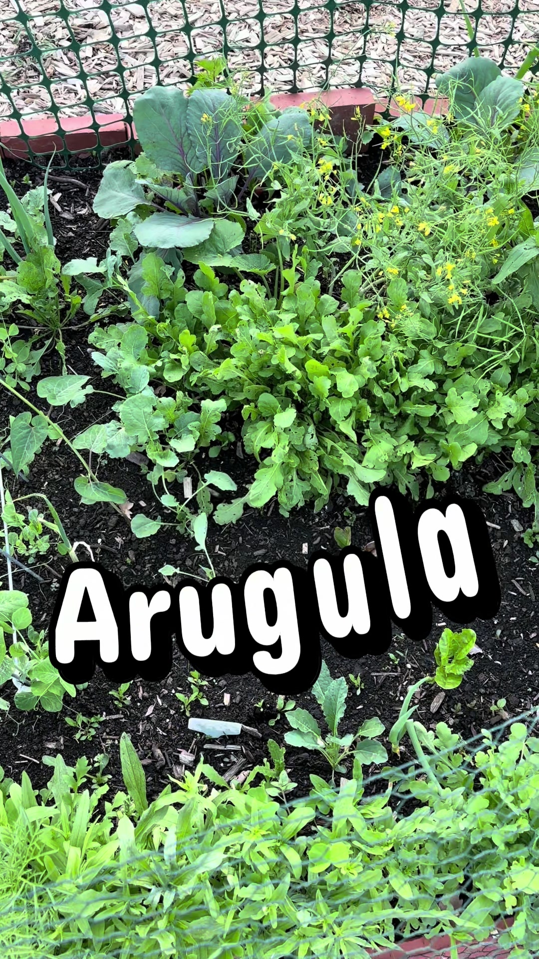 @greengirlgardens