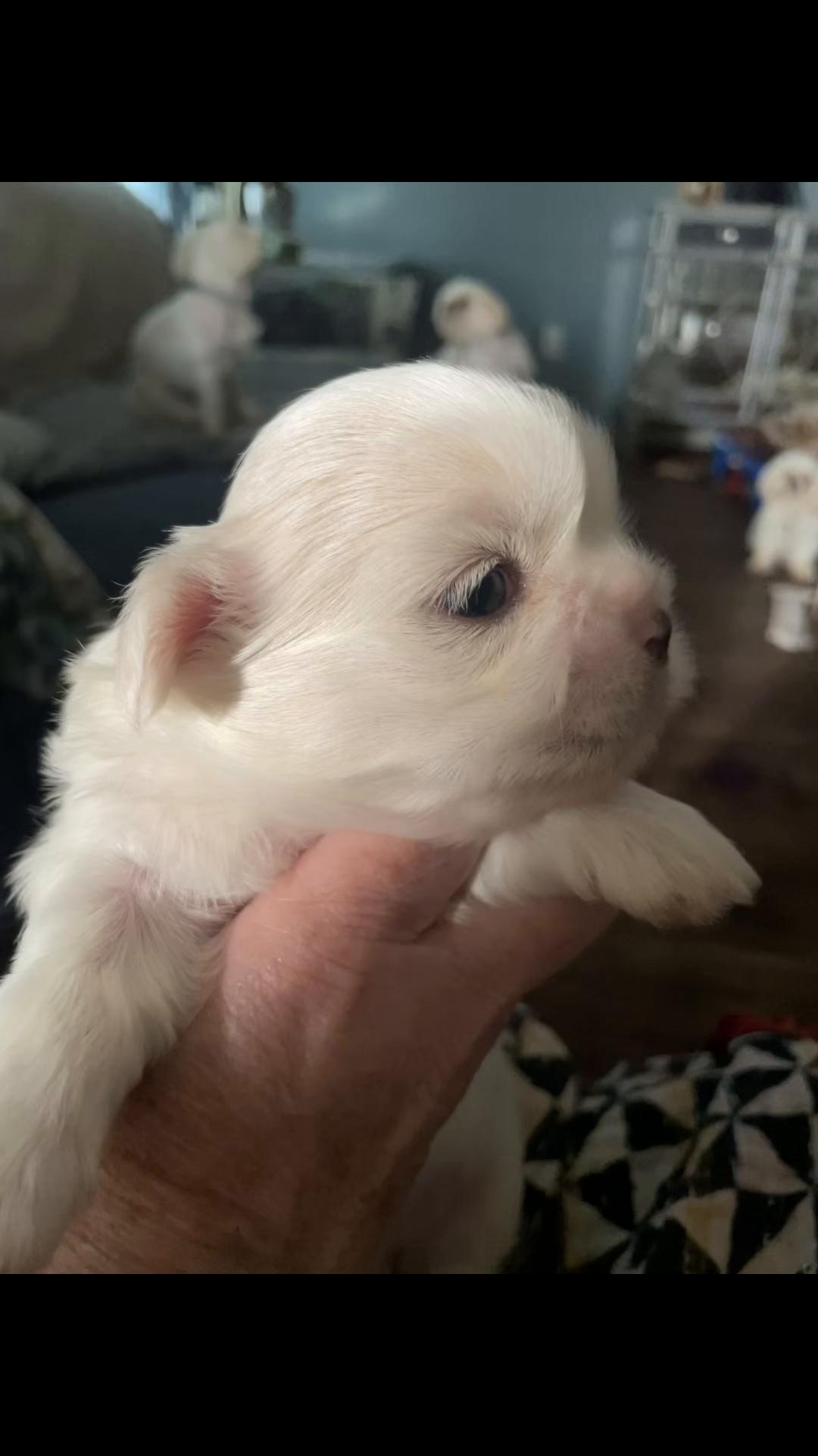 @Twilight Shih Tzu