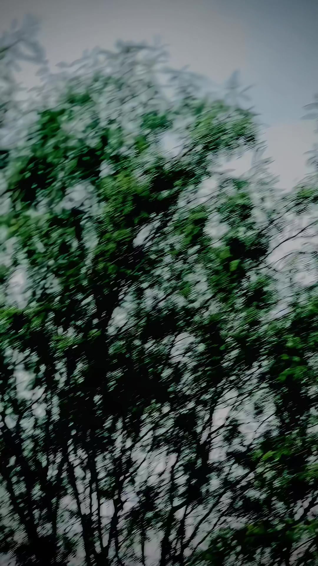 @⫷z⫸⫷R⫸༒