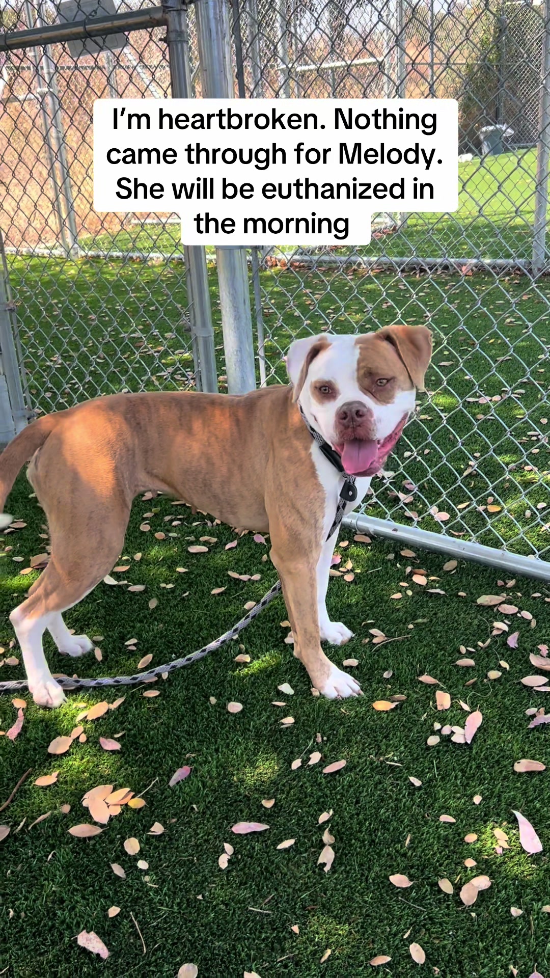 @✨shelter dog magic ✨