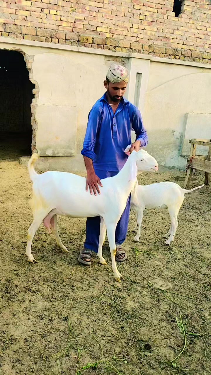 @maliksabir 867