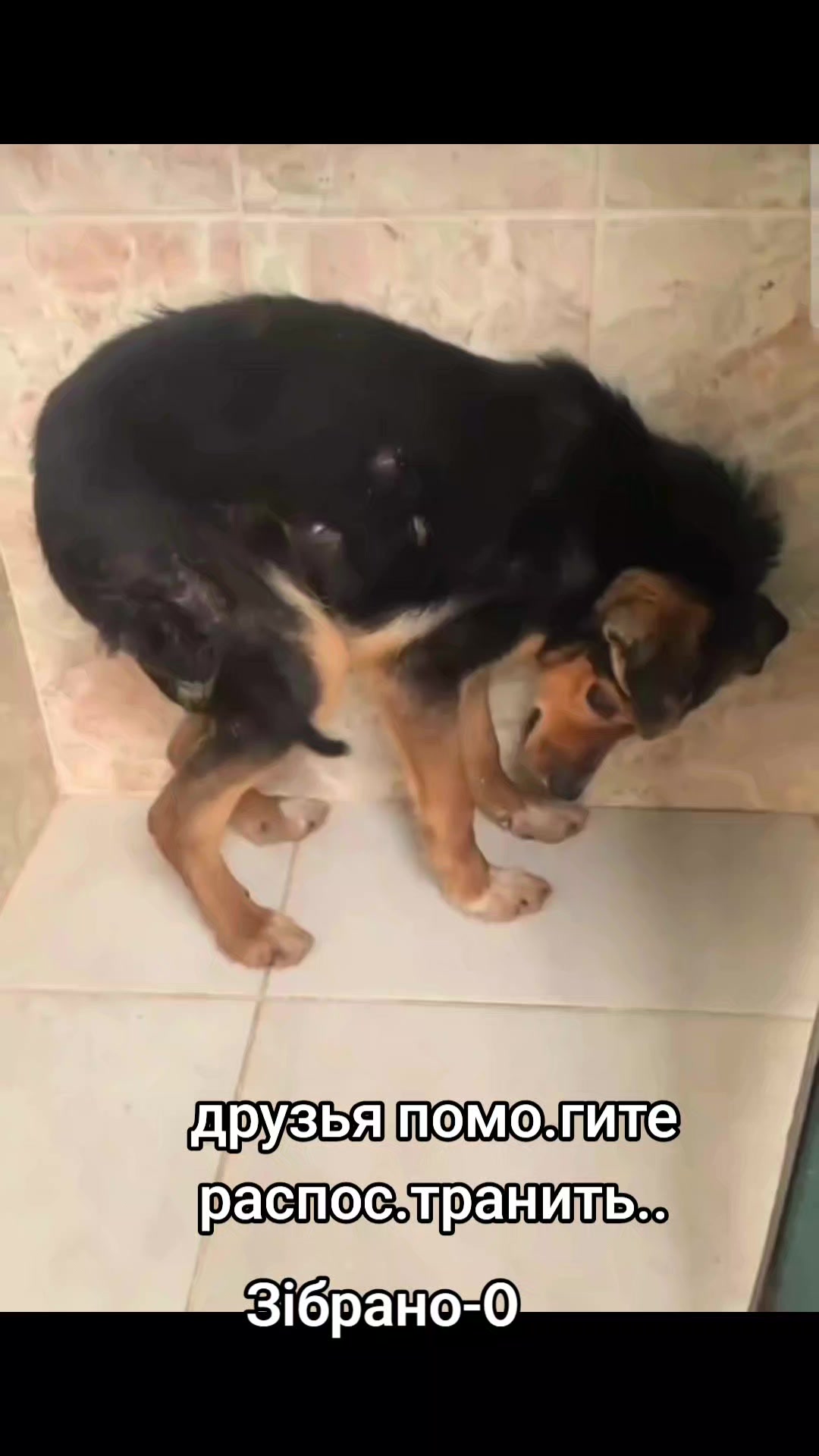 @animal