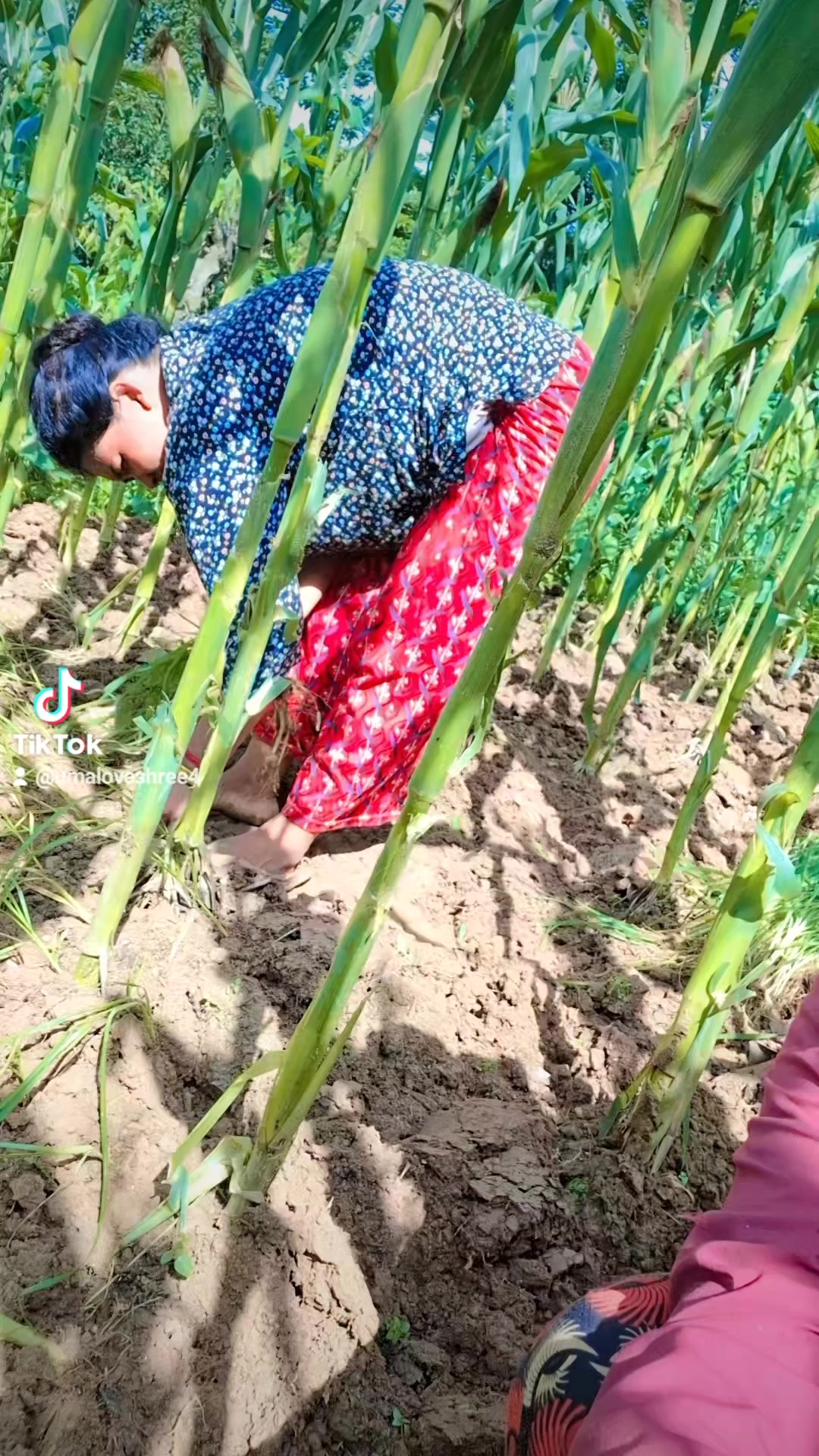 @Umita kaluwar 🇳🇵🤭💥🕊️🇳🇵