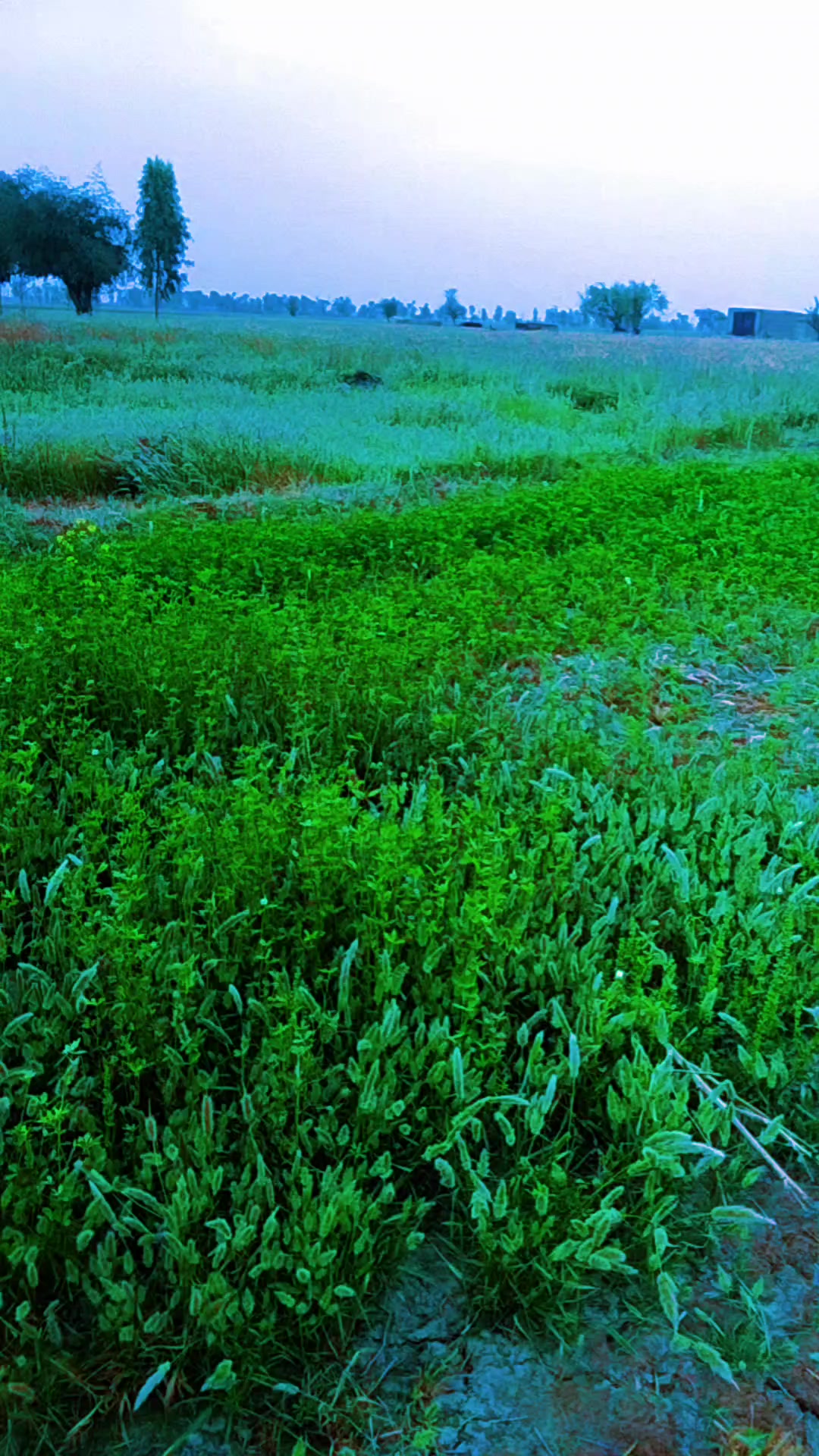 @Irfan Rahat