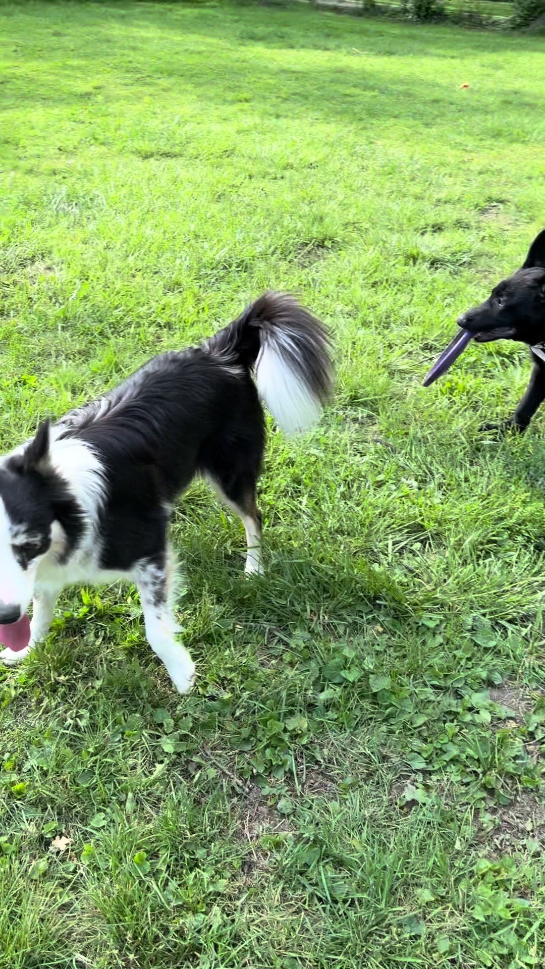 @the_crazy_k9_crew