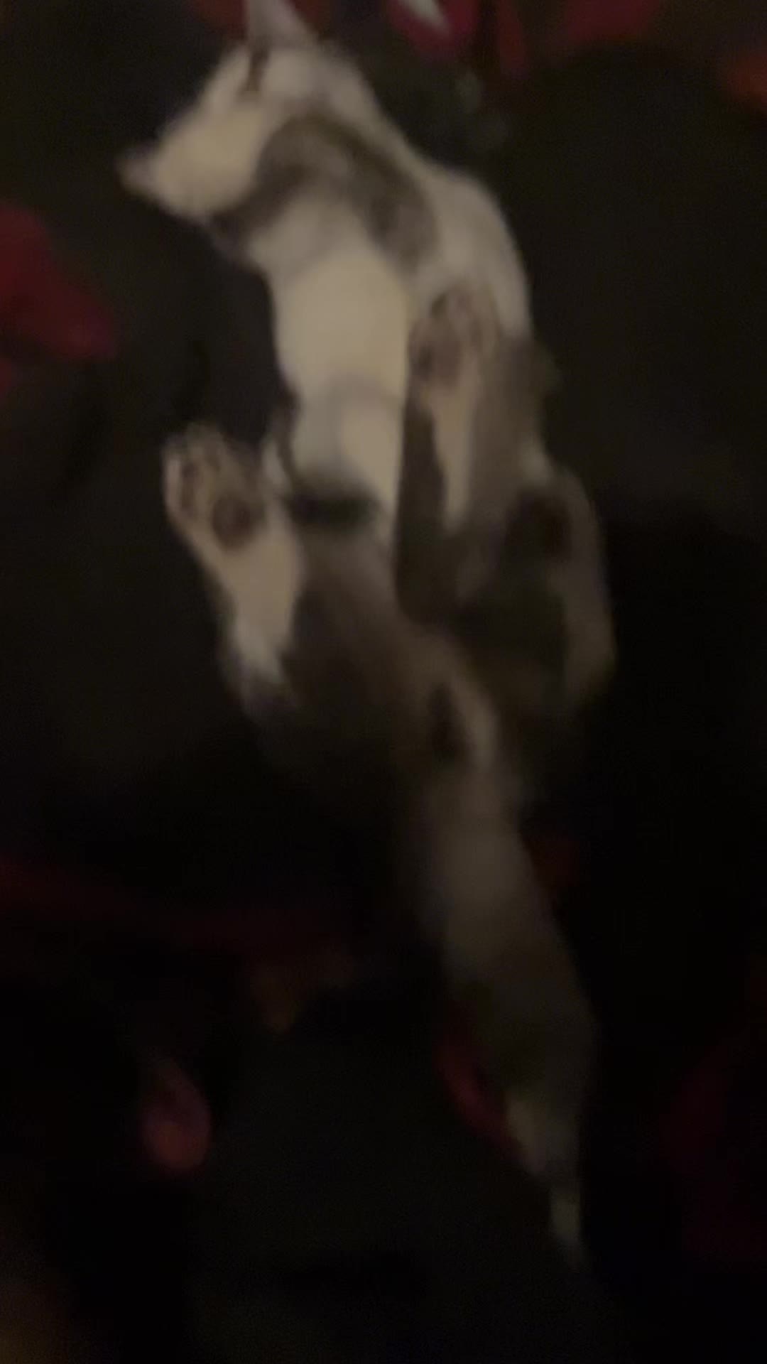 @Based_Potato