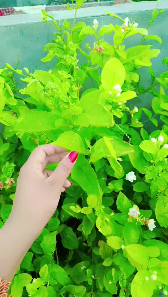 @hadiamehar28