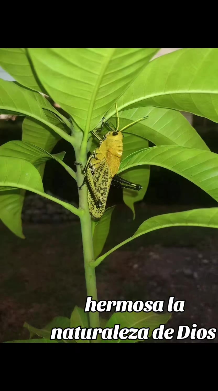 @๐๐๐ง๐ฎ _4010