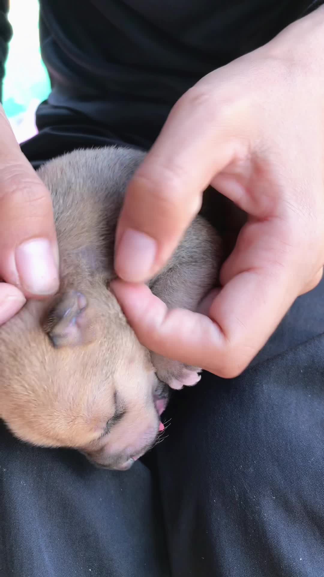 @lice puppy lovers
