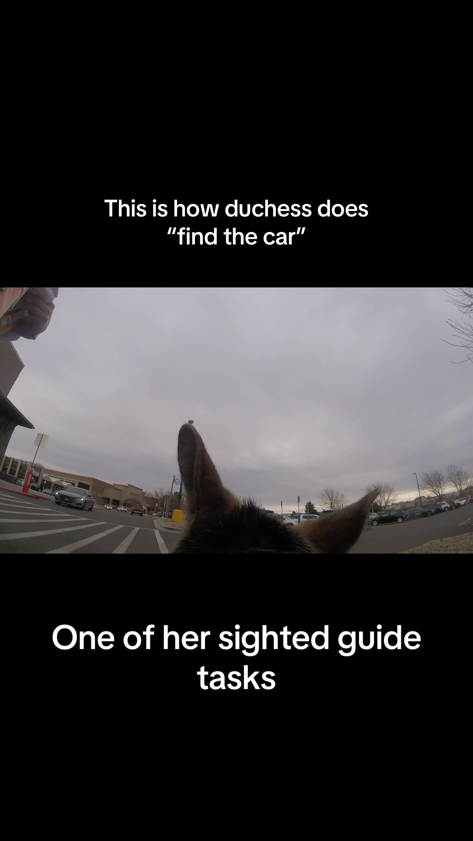 @duchesstheworkingdog