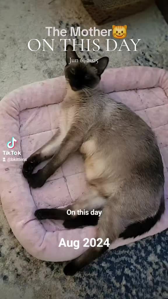 @Brittany Beauties Kittens
