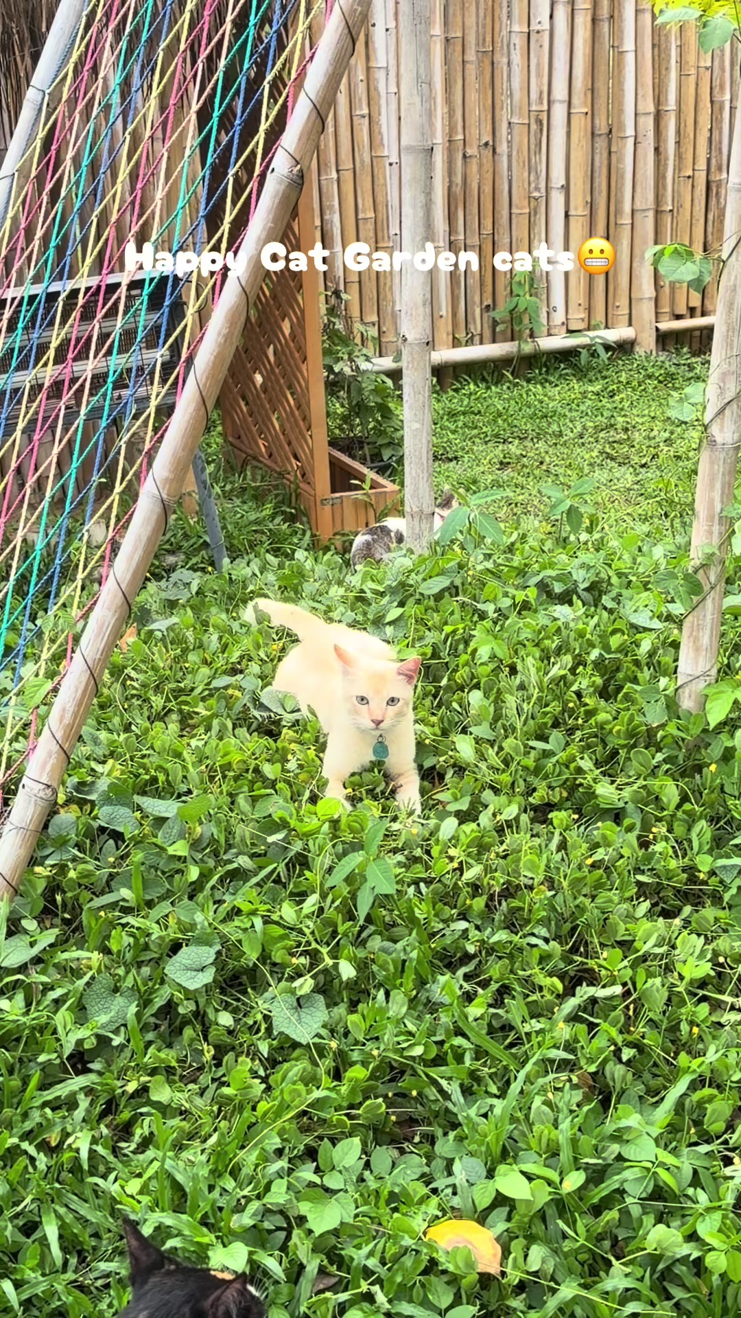 @happycatgarden.thailand
