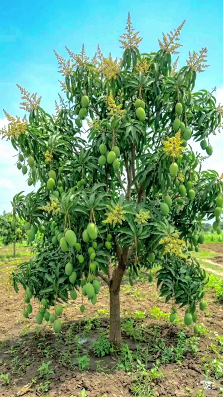 @𝐁𝐈𝐒𝐇𝐍𝐔 𝐃𝐄𝐕