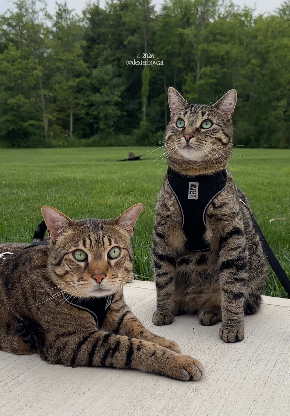 @dexterboycat 🐆&hearts;️