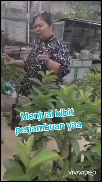 @Bibit khusus samarinda