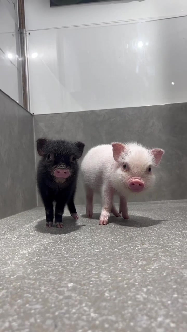 @pignic