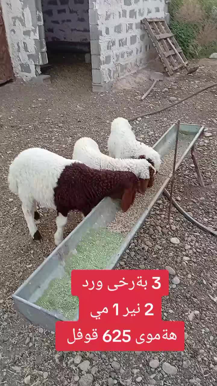 @احمد الكوردي