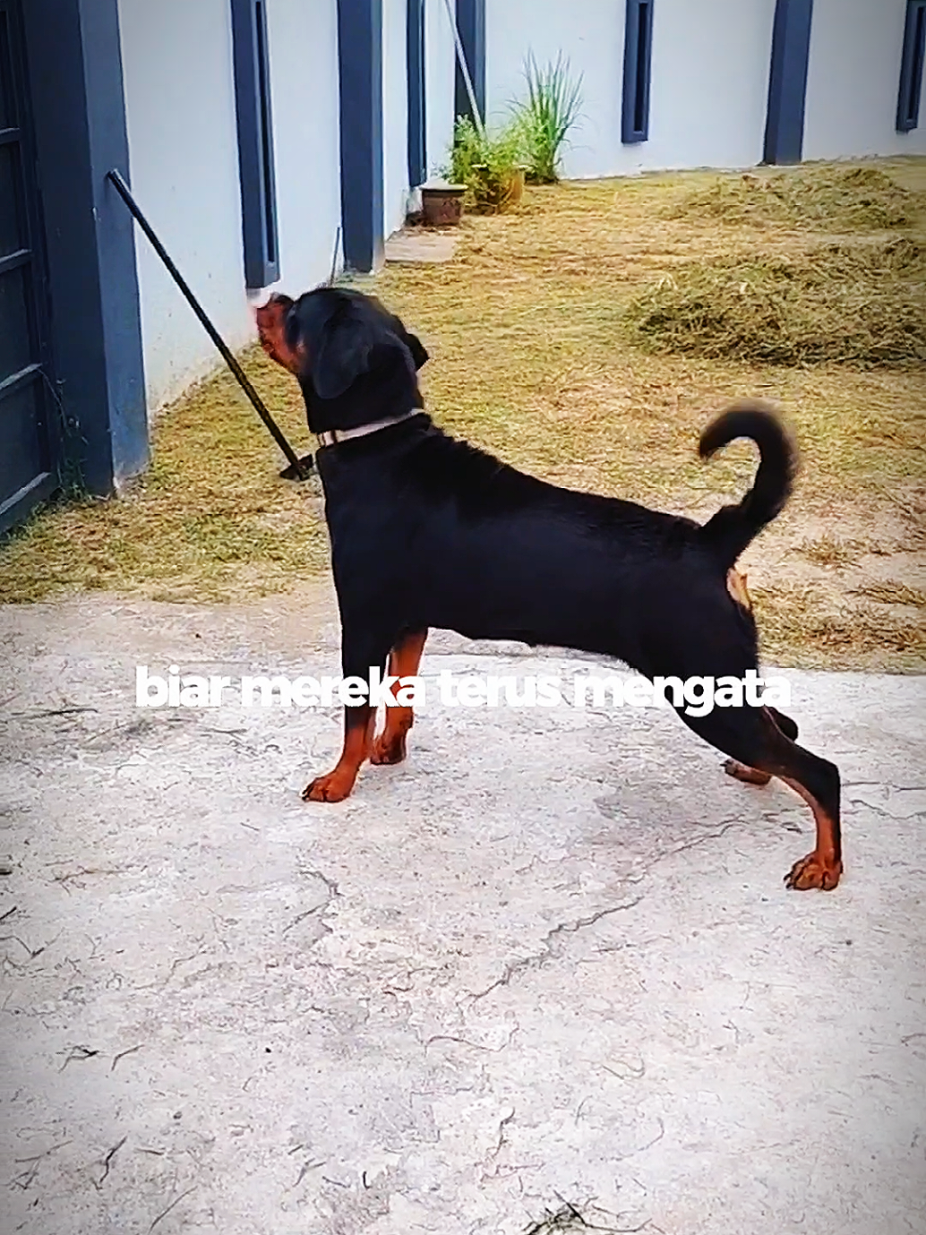 @Bamboozler kennel