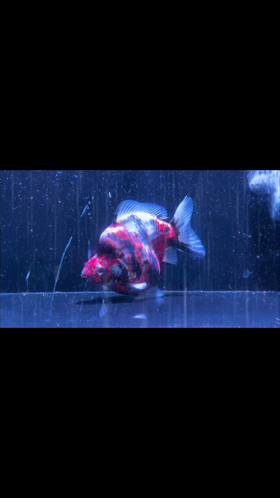 @Ourlovelygoldfish si