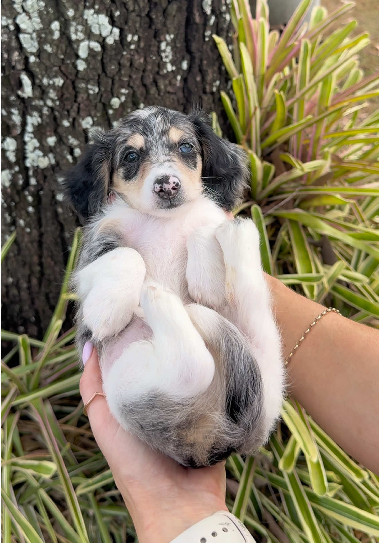 @Dachshund Dynasty