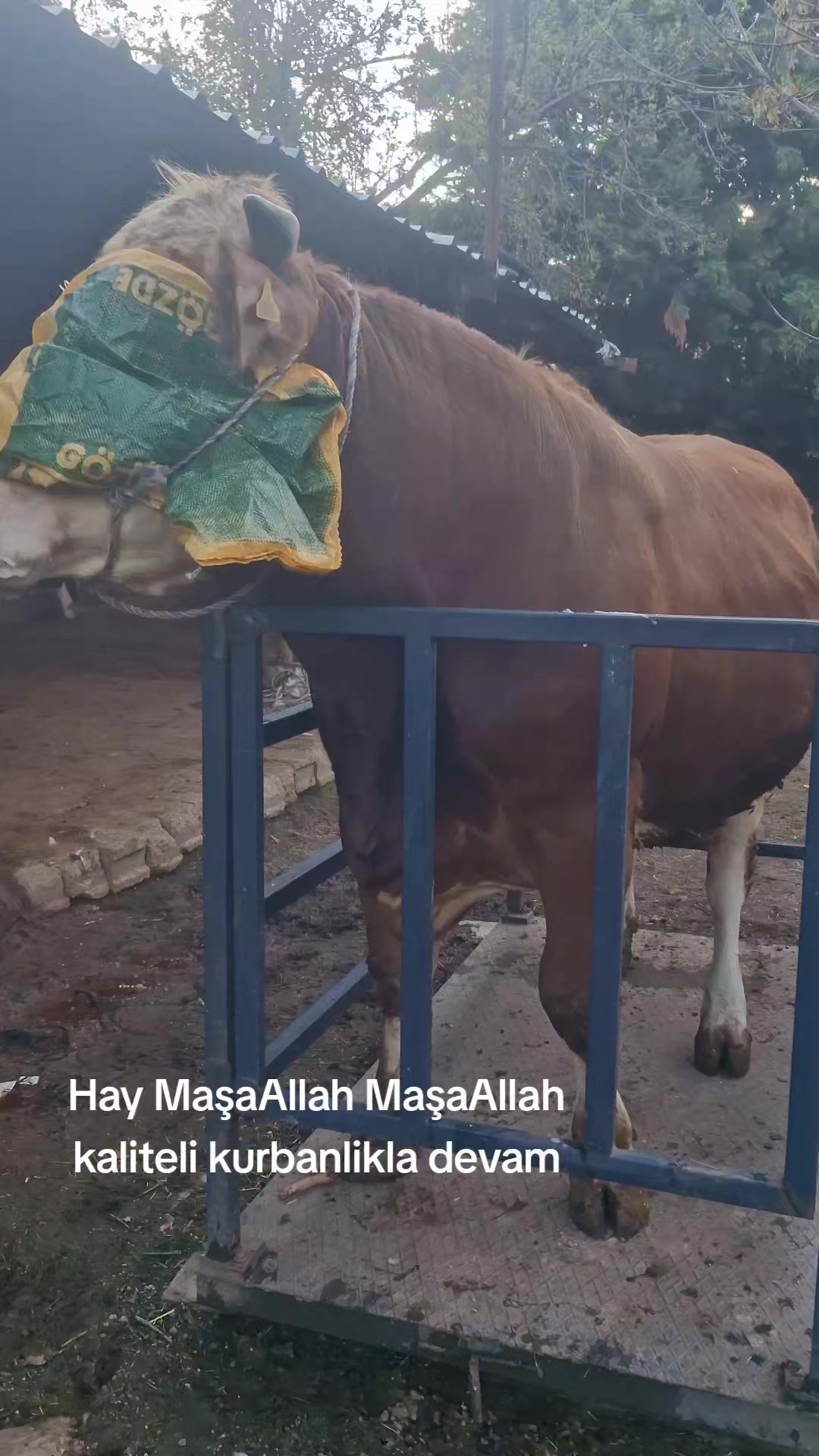 @Mikail Gülsoy