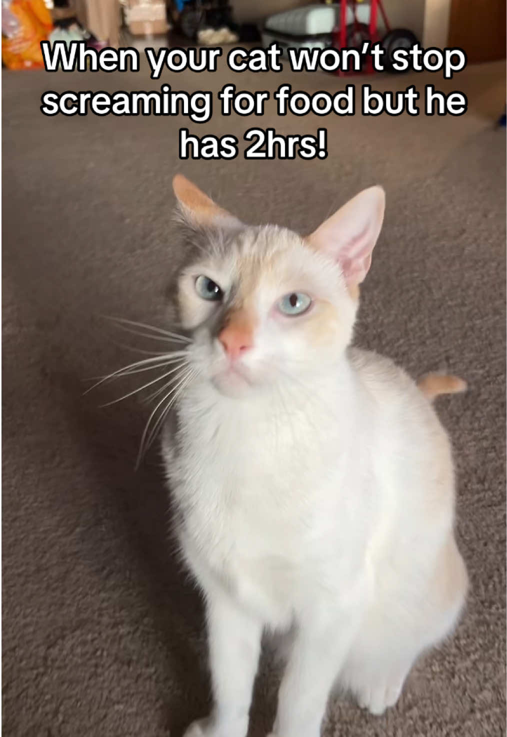 @FamiliarFEYpets