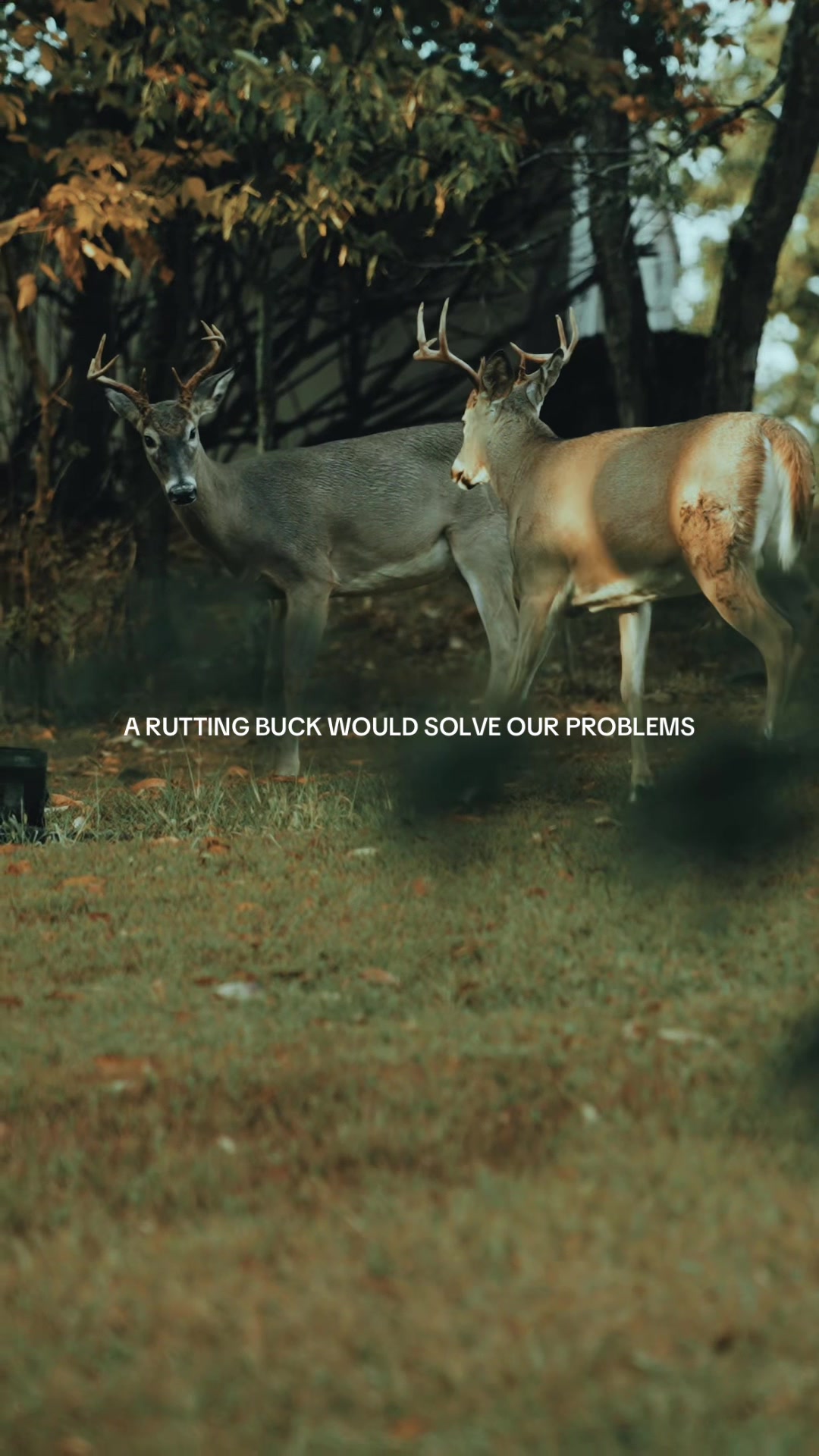 @Moultrie