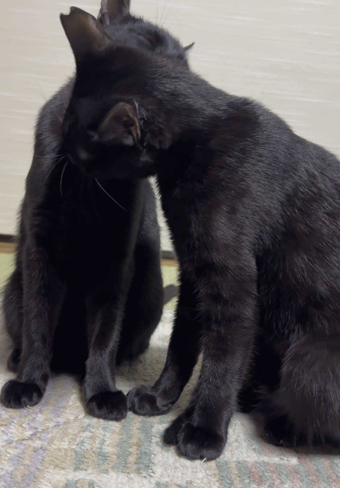 @黒猫兄弟ココピー&カリン