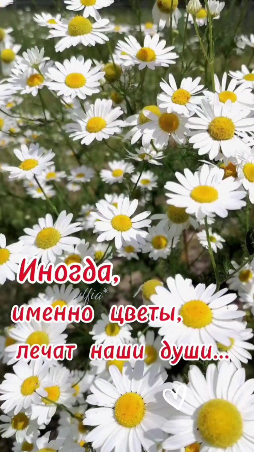 @Гульфия