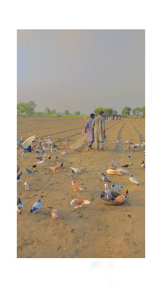 @عدیل رحمن لیہ وال کبوتر باز
