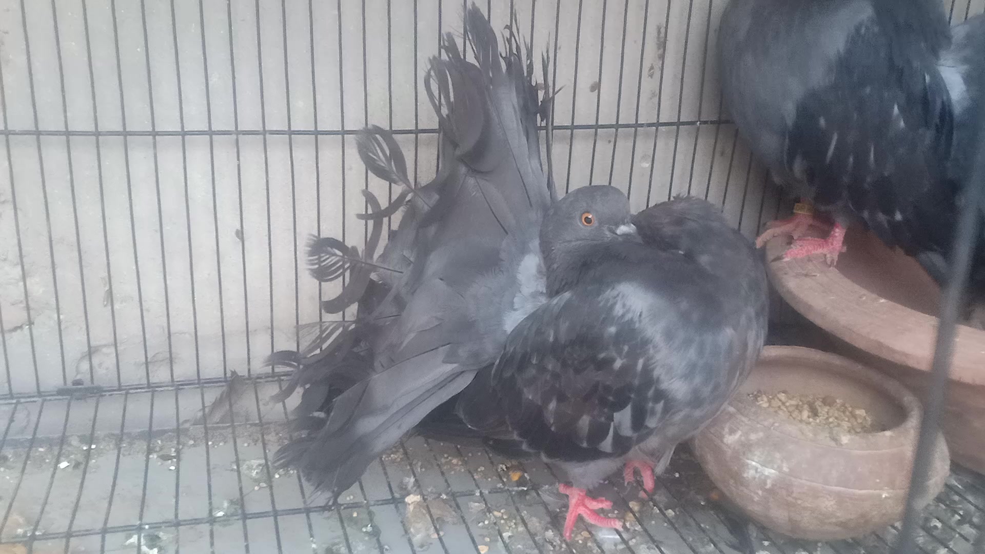 @royal birds
