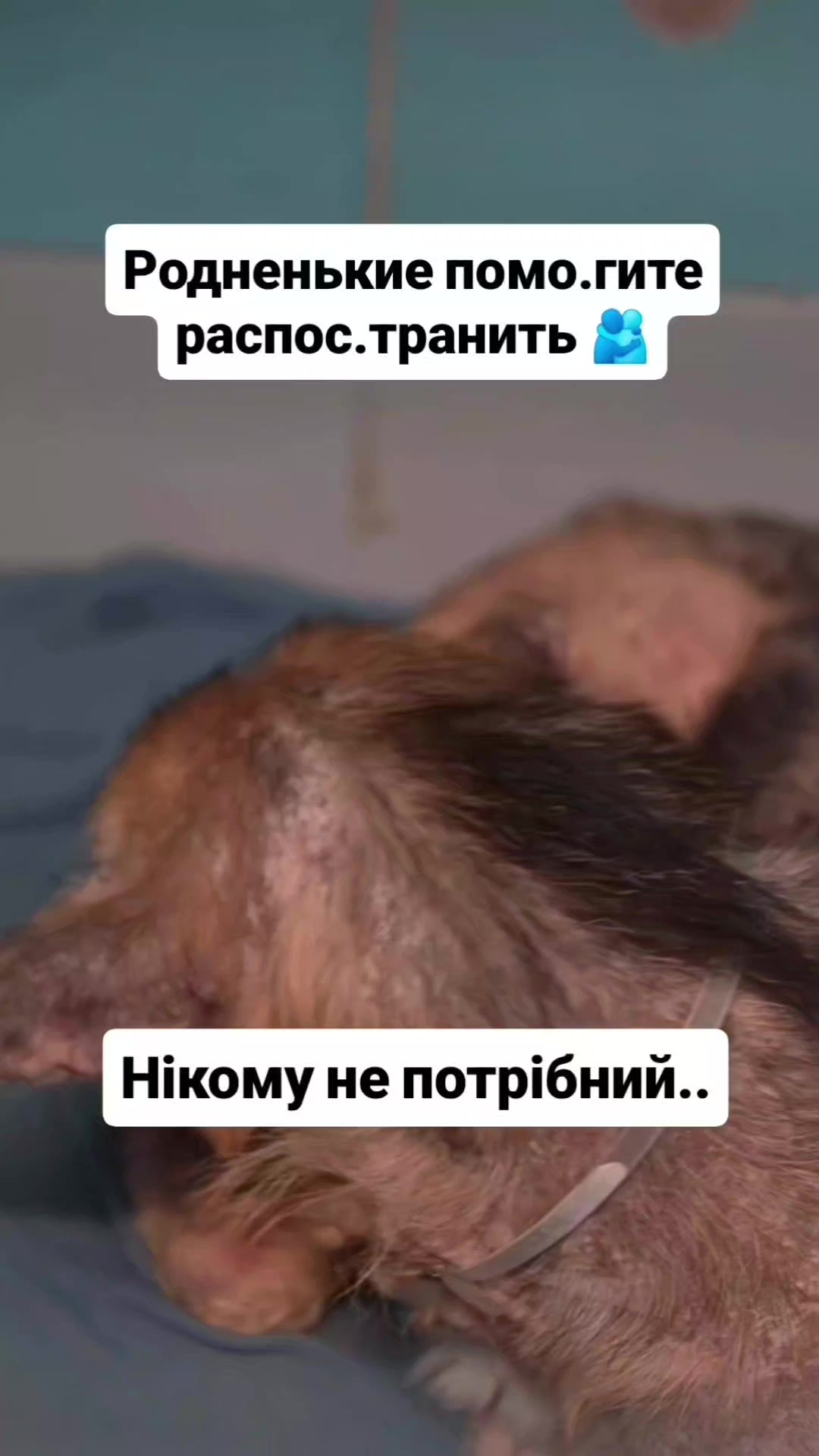 @animal