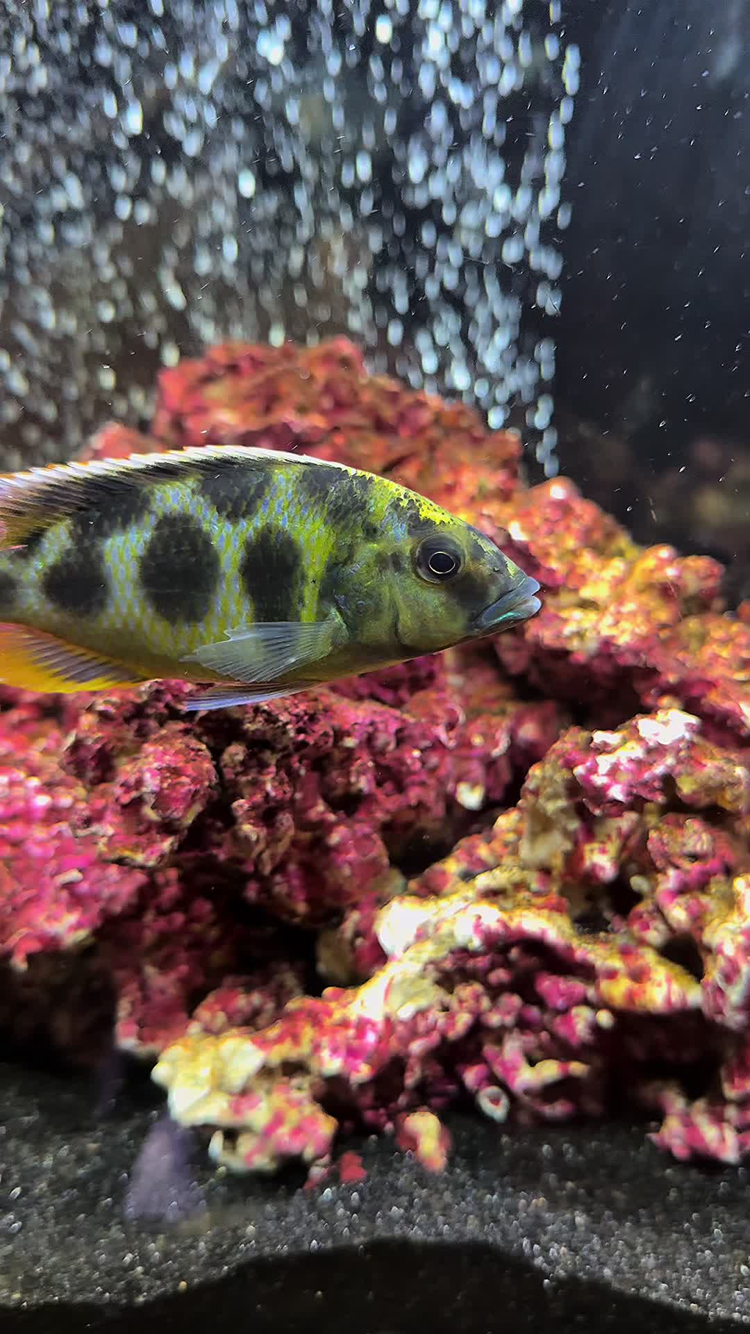 @Cichlid Adventures