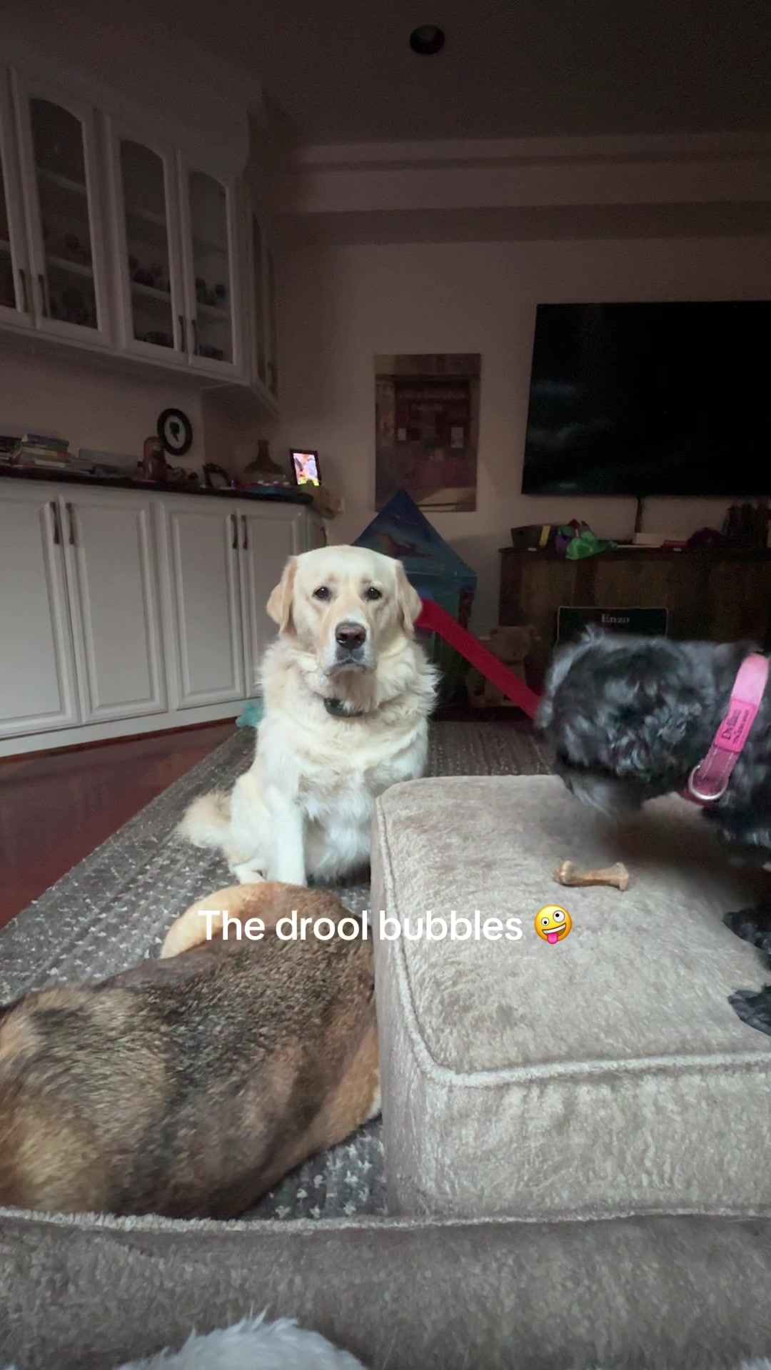 @Taryn | Dog Mom | Toddler Mom
