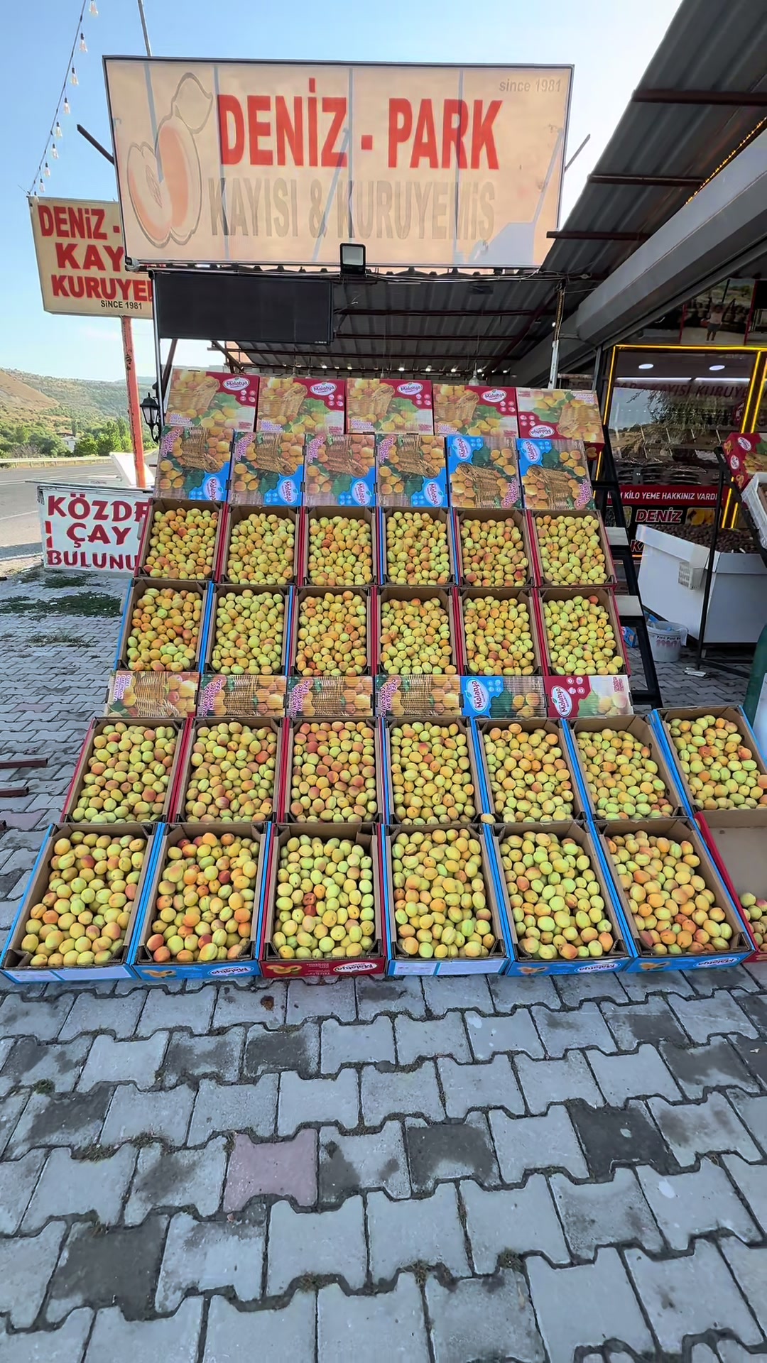 @DENİZ KAYISI