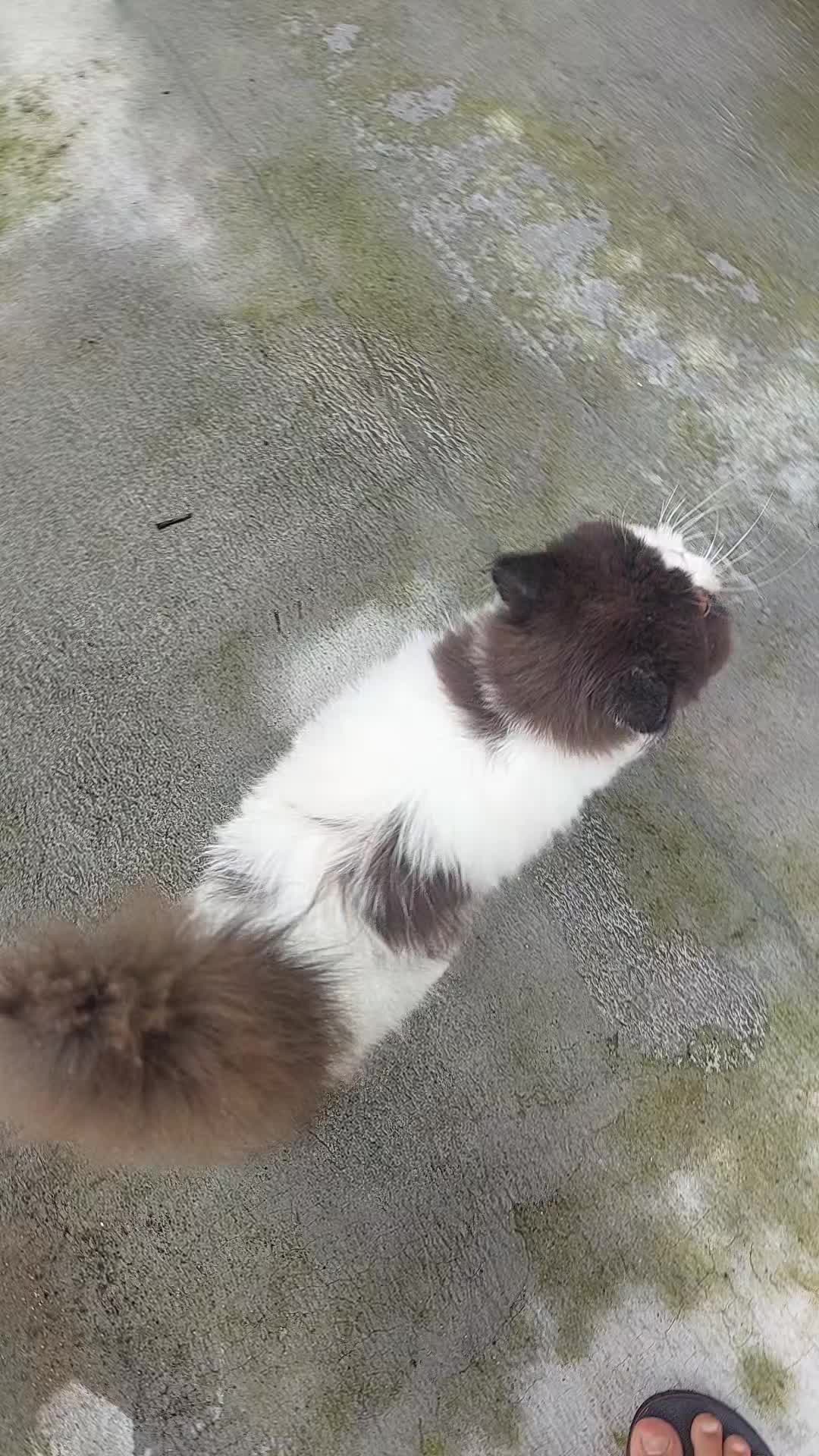 @Cileunyi Rabbit
