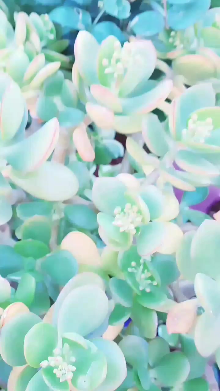 @Uthinkithot_Capcut organic