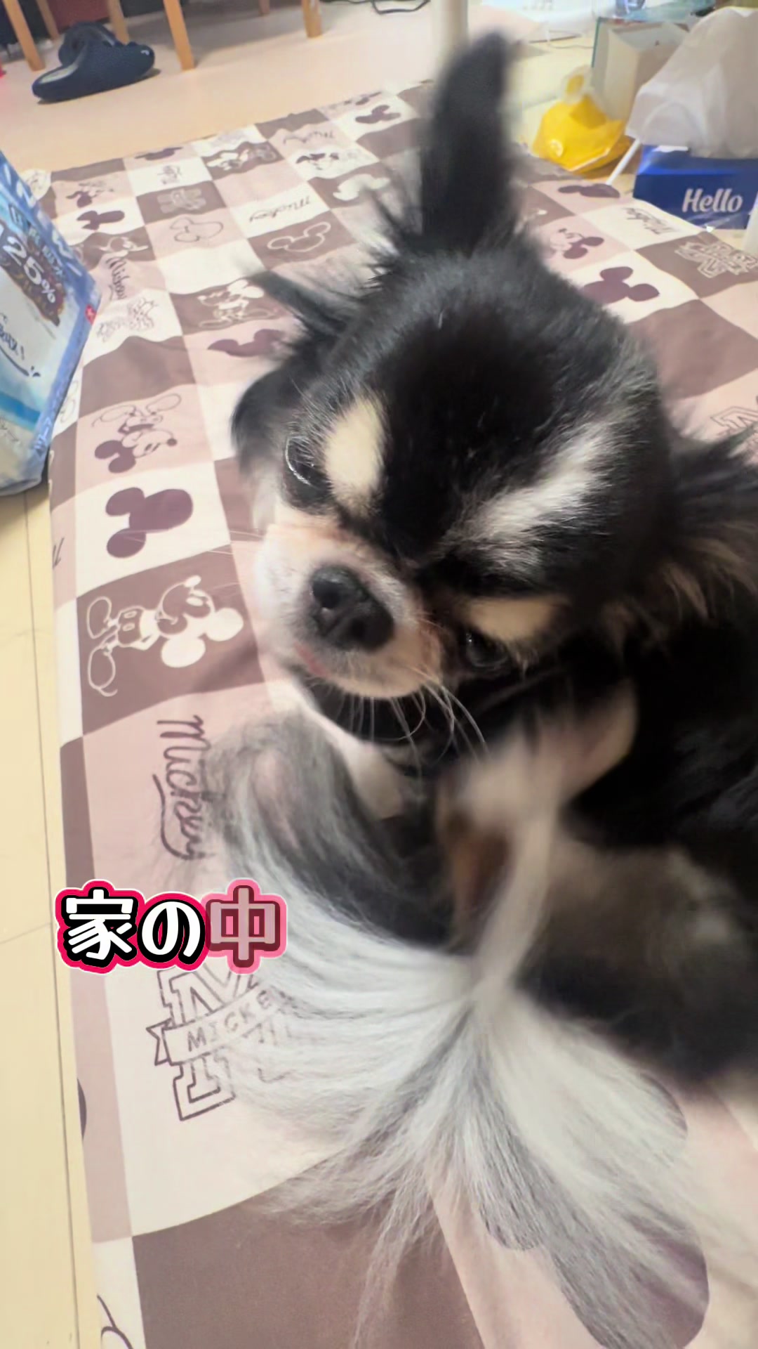 @ニンニン🐶🩵🍀
